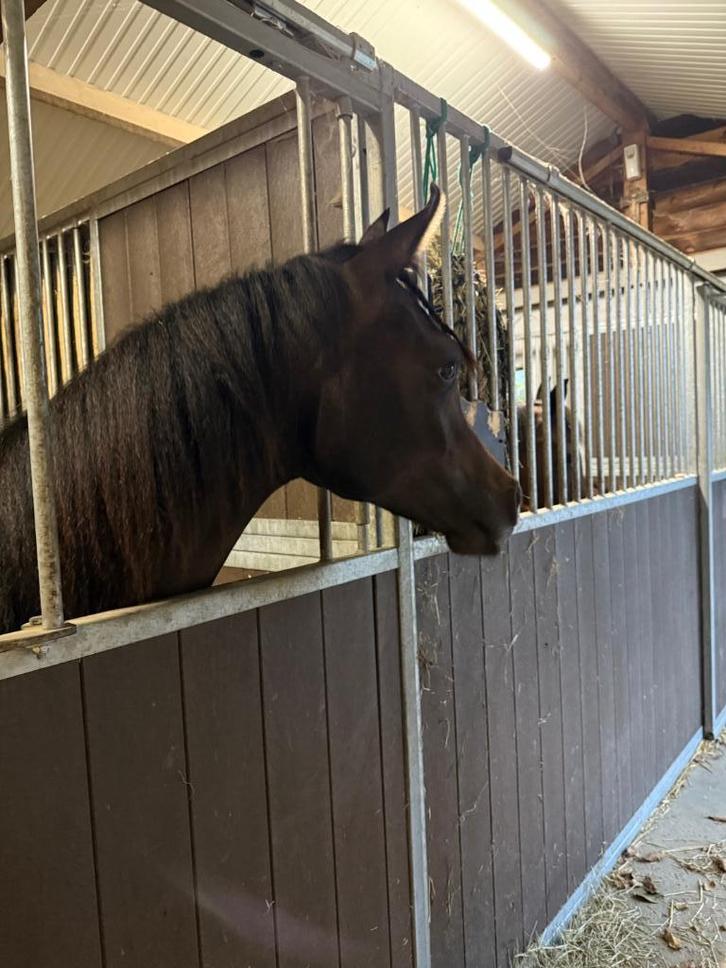 Prachtige jaarling schimmel arabier, Dieren en Toebehoren, Paarden, Hengst, Niet van toepassing, Minder dan 160 cm, 0 tot 2 jaar
