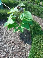 Catalpa boompje 5€., Tuin en Terras, Ophalen