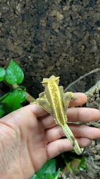 Gecko a crete