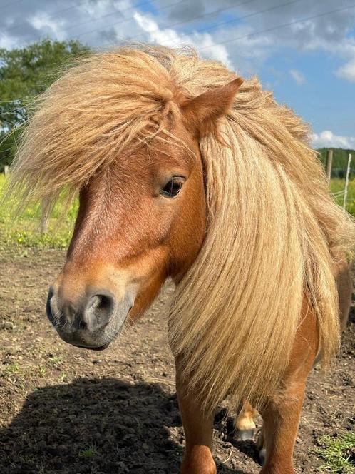 Hengst Shetlander met stamboek, Animaux & Accessoires, Poneys, Étalon, Poney A (jusqu'à 1.17 m), Poney de récréation, 3 à 6 ans