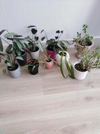 plantjes met pot, Ophalen of Verzenden