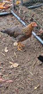 4 legkippen en 1 koppel leghorn goudpatrijs voor 50 euro, Dieren en Toebehoren