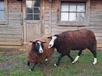 Ram zwartbles, Dieren en Toebehoren, Schapen, Geiten en Varkens