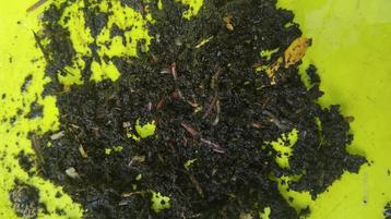 Compostwormen ( tijgerwormen) beschikbaar voor biedingen