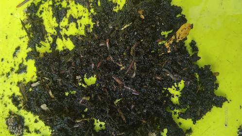Compostwormen ( tijgerwormen), Tuin en Terras, Aarde en Mest, Compost, Ophalen of Verzenden