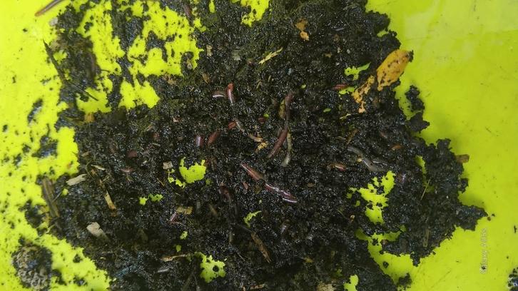 Compostwormen ( tijgerwormen), Tuin en Terras, Aarde en Mest, Compost, Ophalen of Verzenden