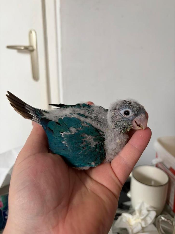 Pyrrhura moliane, Animaux & Accessoires, Oiseaux | Perruches & Perroquets, Perroquet, Femelle