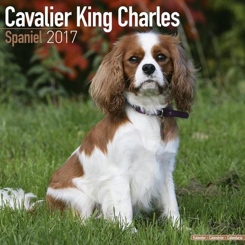 Calendrier Cavalier King Charles Spaniel 2017, Divers, Calendriers, Neuf, Calendrier annuel, Envoi