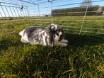 Tam konijntje te geef., Dieren en Toebehoren, Ophalen