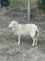 Ouessant ooi en ram, Dieren en Toebehoren, Schapen, Geiten en Varkens