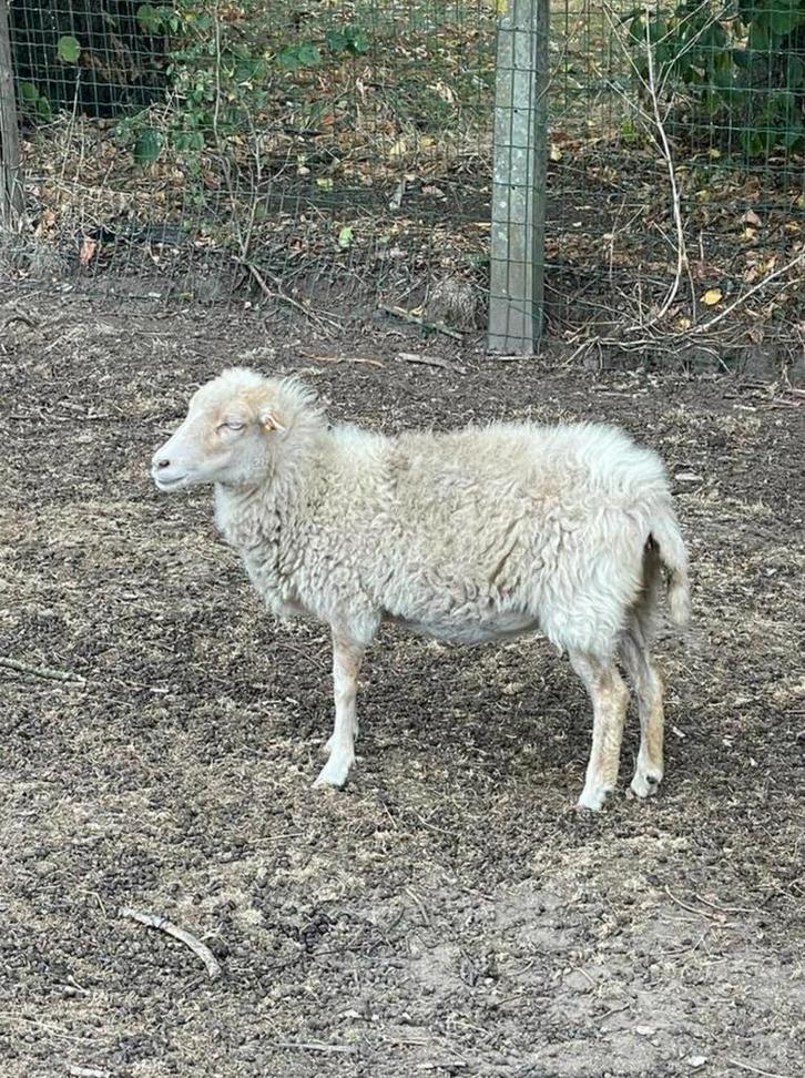 Ouessant ooi en ram, Dieren en Toebehoren, Schapen, Geiten en Varkens