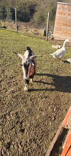 Bouc nain castré, Enlèvement