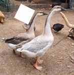 Lavender knobbelgans, Dieren en Toebehoren, Meerdere dieren, Gans of Zwaan