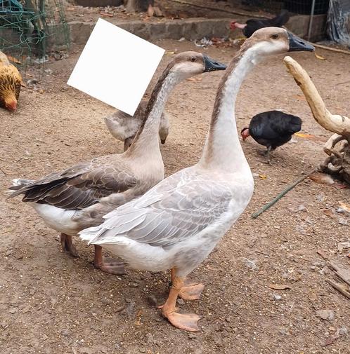 Lavender knobbelgans, Dieren en Toebehoren, Pluimvee, Gans of Zwaan, Meerdere dieren
