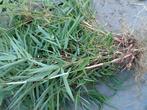 Bamboe sier plant fijne . Er zijn er 15 tal, Tuin en Terras, Planten | Tuinplanten, Ophalen
