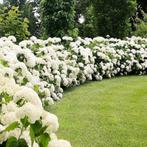 Op zoek naar volwassen Hortensias om uit te stekken, Ophalen