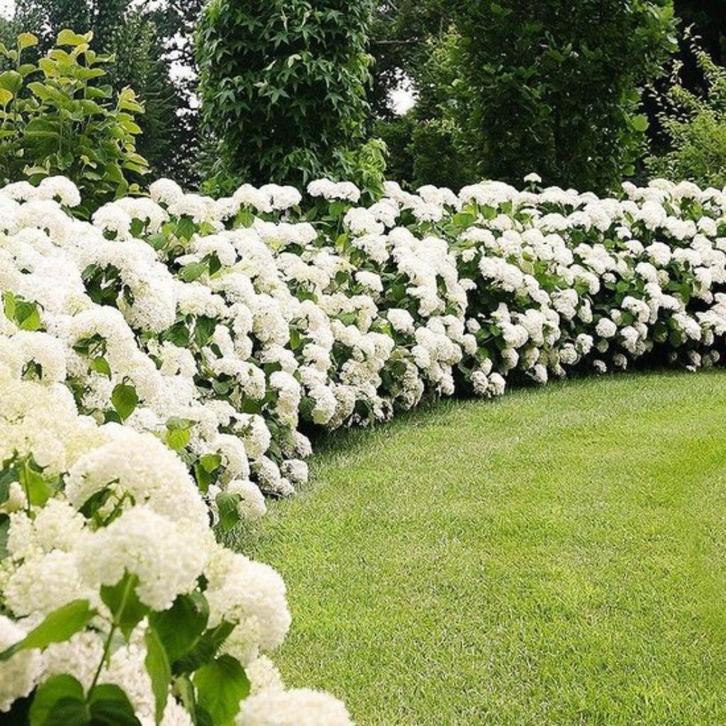 Op zoek naar volwassen Hortensias om uit te stekken, Tuin en Terras, Planten | Tuinplanten, Ophalen