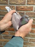 Rode doffer van 18/02/2025, Mannelijk, Postduif