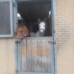 Pony  te koop, Merrie, Springpony, Zadelmak, 3 tot 6 jaar