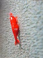 Neocaridina garnalen verschillende kleuren, Enlèvement