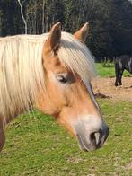 2 haflinger stamboek merrie's, Dieren en Toebehoren, Merrie, Minder dan 160 cm, Gechipt, Zadelmak