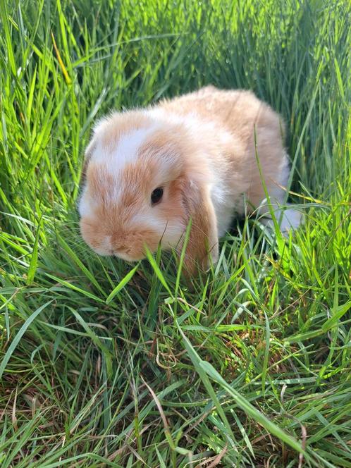 Nederlandse Hangoordwerg - Fawn Bont, Dieren en Toebehoren, Konijnen, Dwerg, Mannelijk, 0 tot 2 jaar, Hangoor