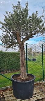 Olijfboom Olea Europaea, Tuin en Terras, Planten | Bomen, Ophalen, Olijfboom