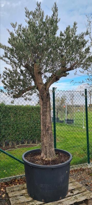 Olijfboom Olea Europaea  beschikbaar voor biedingen