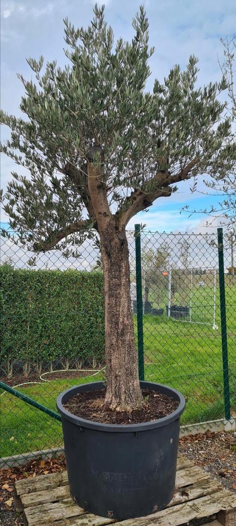 Olijfboom Olea Europaea, Tuin en Terras, Planten | Bomen, Olijfboom, Ophalen