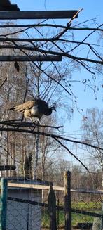 Pauw hen, Dieren en Toebehoren, Vrouwelijk, Overige soorten