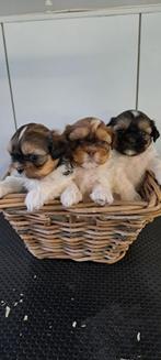 Shih- tzu pups, Autres races, Plusieurs, Parvovirose, Belgique