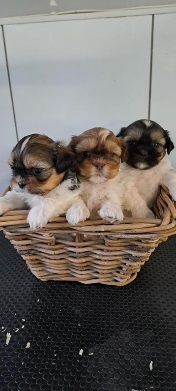 Shih- tzu pups