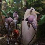 Torenslakken, Dieren en Toebehoren, Vissen | Aquariumvissen, Slak of Weekdier, Zoetwatervis