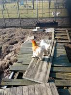 brahma hanen, Dieren en Toebehoren, Pluimvee, Mannelijk, Kip