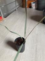 Bismarckia nobilis, Huis en Inrichting, Kamerplanten, Ophalen, Palm, Minder dan 100 cm, Volle zon