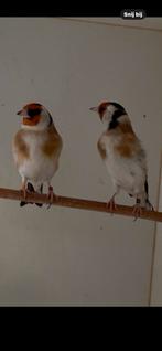 Distelvink putter, Dieren en Toebehoren, Wildzangvogel