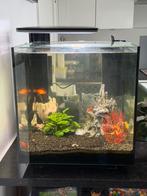 Aquarium plus toebehoren 70 liter, Dieren en Toebehoren, Ophalen, Zo goed als nieuw