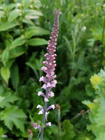 Linaria / vlasleeuwenbek, 7 potjes voor5 euro, bijenplant beschikbaar voor biedingen