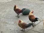 3 haantjes, Dieren en Toebehoren, Pluimvee, Mannelijk, Kip