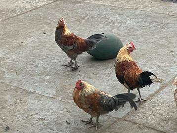 3 haantjes beschikbaar voor biedingen
