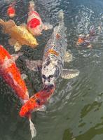 Uitdunnen koibestand, Dieren en Toebehoren, Vissen | Vijvervissen, Karper of Koi