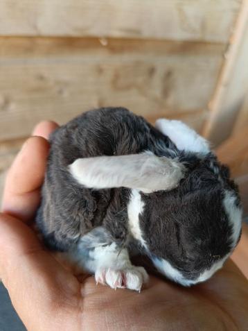 Bébés lapins Rex Widder, Sexe inconnu, Petit, Oreilles tombantes, 0 à 2 ans