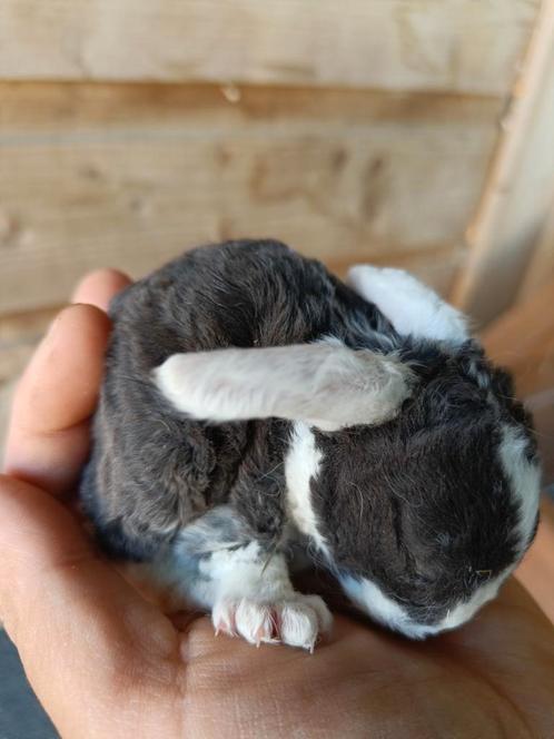 Rex Widder baby konijntjes 2 weken, Dieren en Toebehoren, Konijnen, Klein, Geslacht onbekend, 0 tot 2 jaar, Hangoor