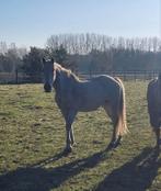 Uitzonderlijk beschikbaar! Miltoo-stam merrie, Dieren en Toebehoren, Paarden, Merrie, Springpaard, Ontwormd, 11 jaar of ouder