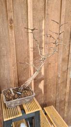 Seqouia Bonsai boompje, Tuin en Terras, Planten | Bomen, Bloeit niet, Overige soorten, Minder dan 100 cm, Ophalen