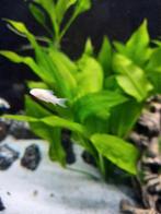 Corydoras Aeneus albino, Dieren en Toebehoren, Vissen | Aquariumvissen