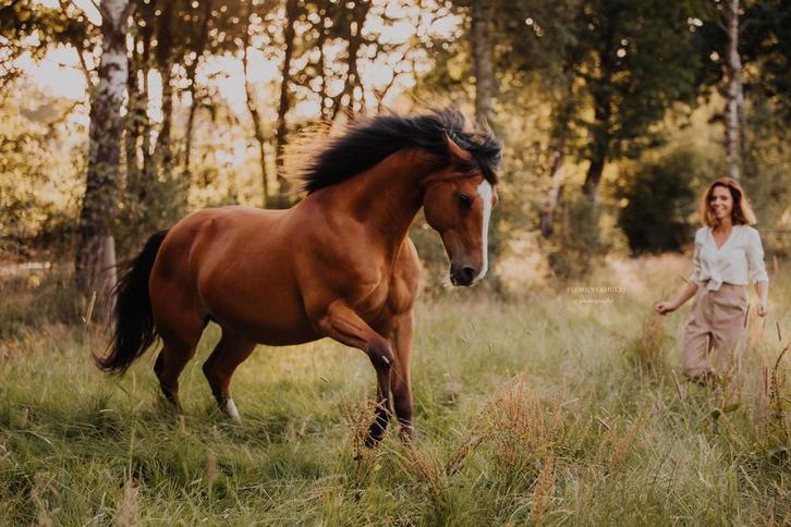 Speelse en veelzijdige ruin, Dieren en Toebehoren, Paarden, Ruin, Niet van toepassing, Minder dan 160 cm, 11 jaar of ouder, Recreatiepaard