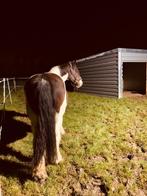 Verzorgpaard aangeboden, Dieren en Toebehoren, Paarden