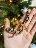 Luipaardgekko vrouw, Dieren en Toebehoren, Hagedis, Tam, 0 tot 2 jaar