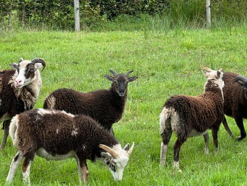 Soay schapen + ruilram gezocht, Dieren en Toebehoren, Schapen, Geiten en Varkens